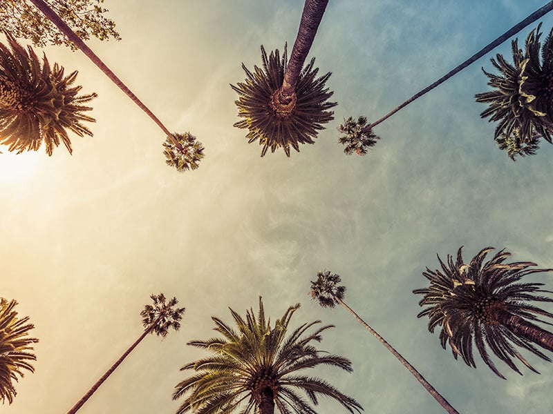 view of los angeles sky from below tall palm trees