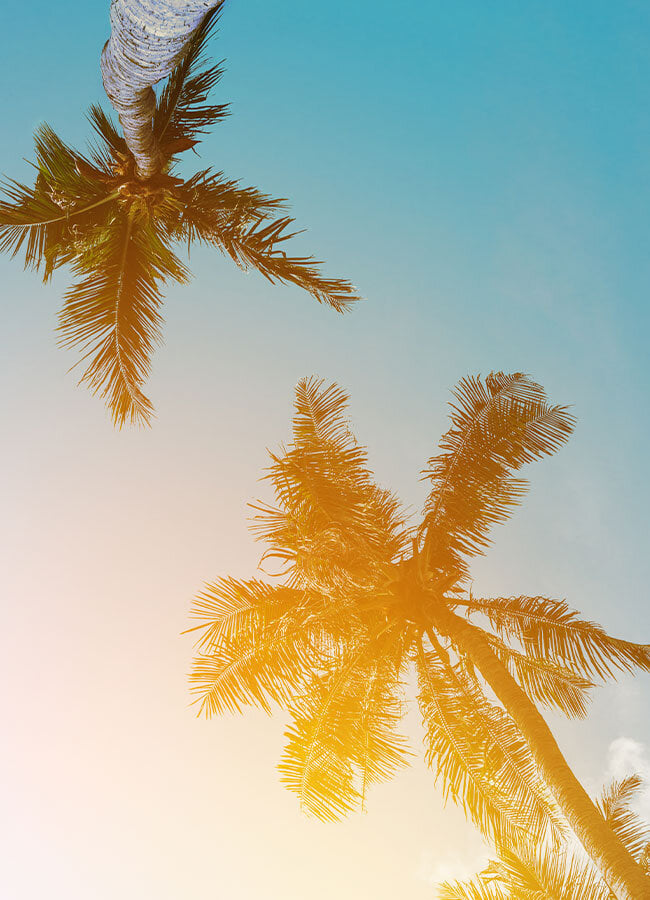 Opal Cremation, Serving Orange County, CA palm trees against a bright blue, sunny sky in Orange County CA