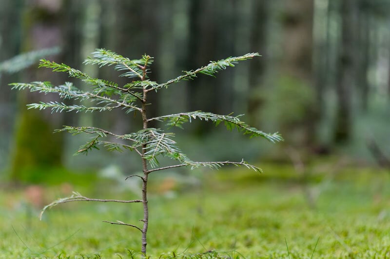 small redwood tree sapling in large forest near San Bernadino