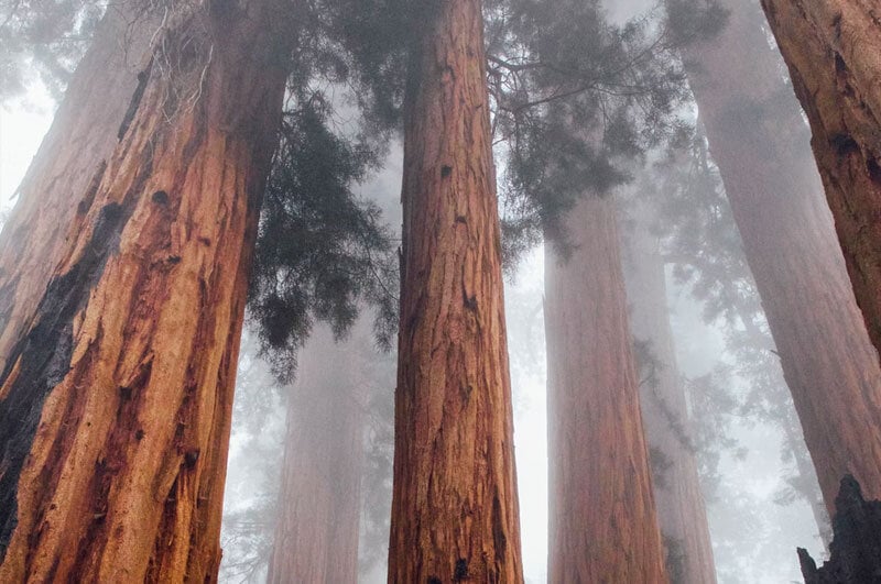 large redwood trees in Sequoia National Forest