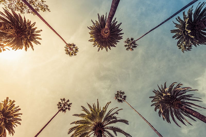 view of los angeles sky from below tall palm trees