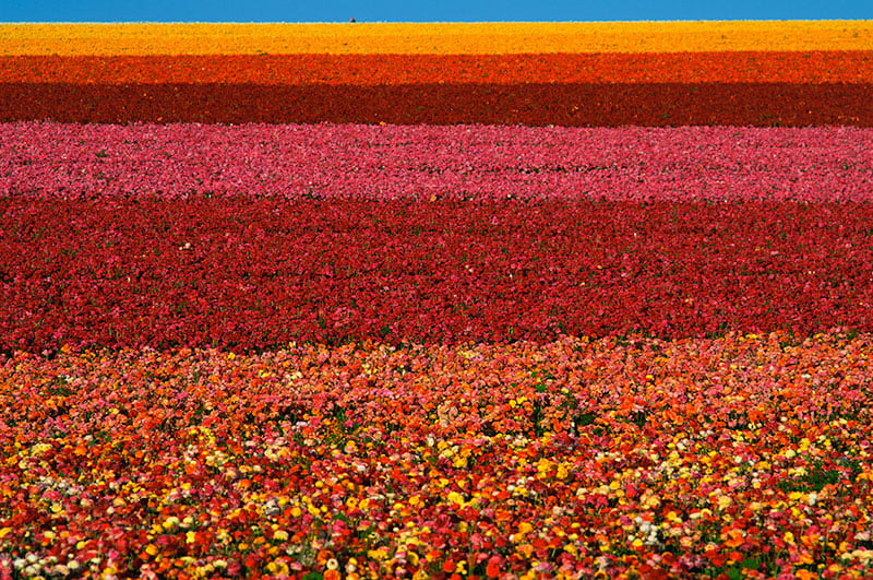 flower fields at Carlsbad Ranch