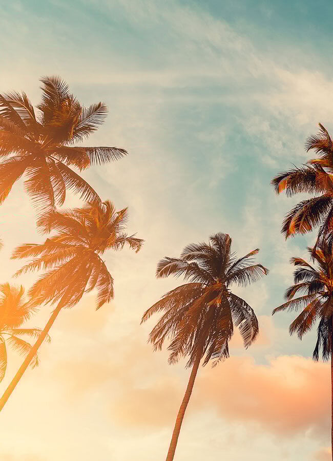 Opal Cremation Services of Southern California palm trees and bright blue sky near southern california beach
