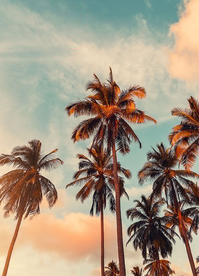 Opal Cremation Services of Southern California palm trees and bright blue sky near southern california beach