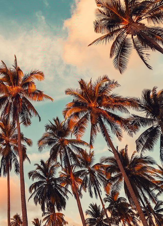 Opal Cremation Services of Southern California palm trees and bright blue sky near southern california beach
