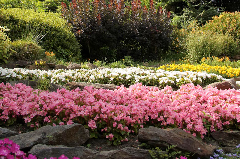 white and pink flowers in a small memorial garden planted in large backyard