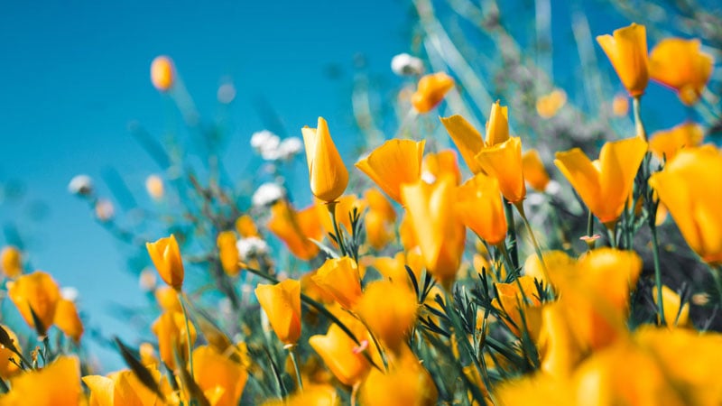 yellow flowers in a memorial garden against a blue sky