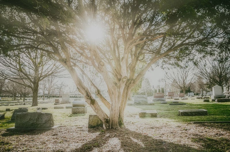 large oak tree in los angeles cemetery with sunlight shining through