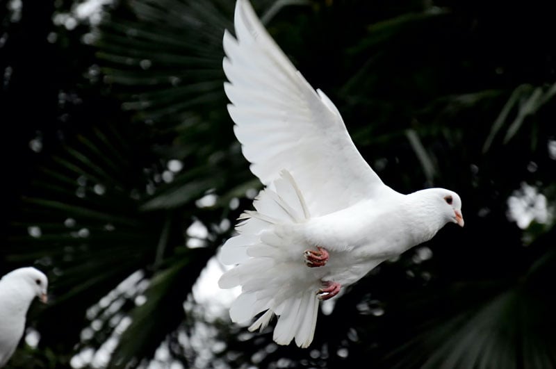 memorial release of white doves