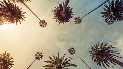 palm trees against a california sky