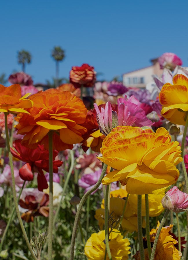 Special Spaces and Places to Celebrate a Life in Carlsbad celebration of life flower fields in carlsbad, ca