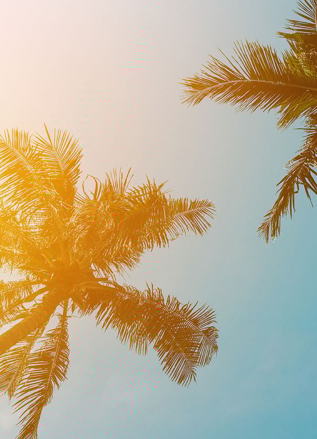 About Us – Opal Cremation palm trees against a sunny, california sky
